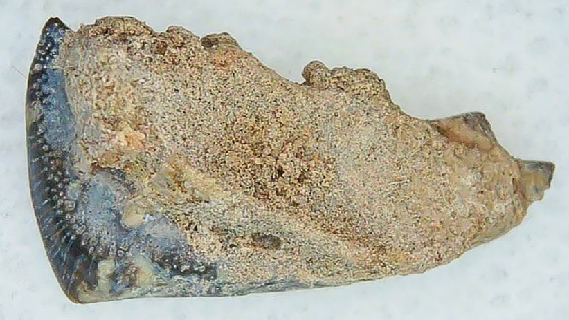 Lungfish Tooth from New Mexico Triassic Arganodus dorothea 17c | Fossils for Sale