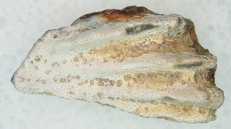 Lungfish Tooth from New Mexico Triassic Arganodus dorothea 18a | Fossils for Sale