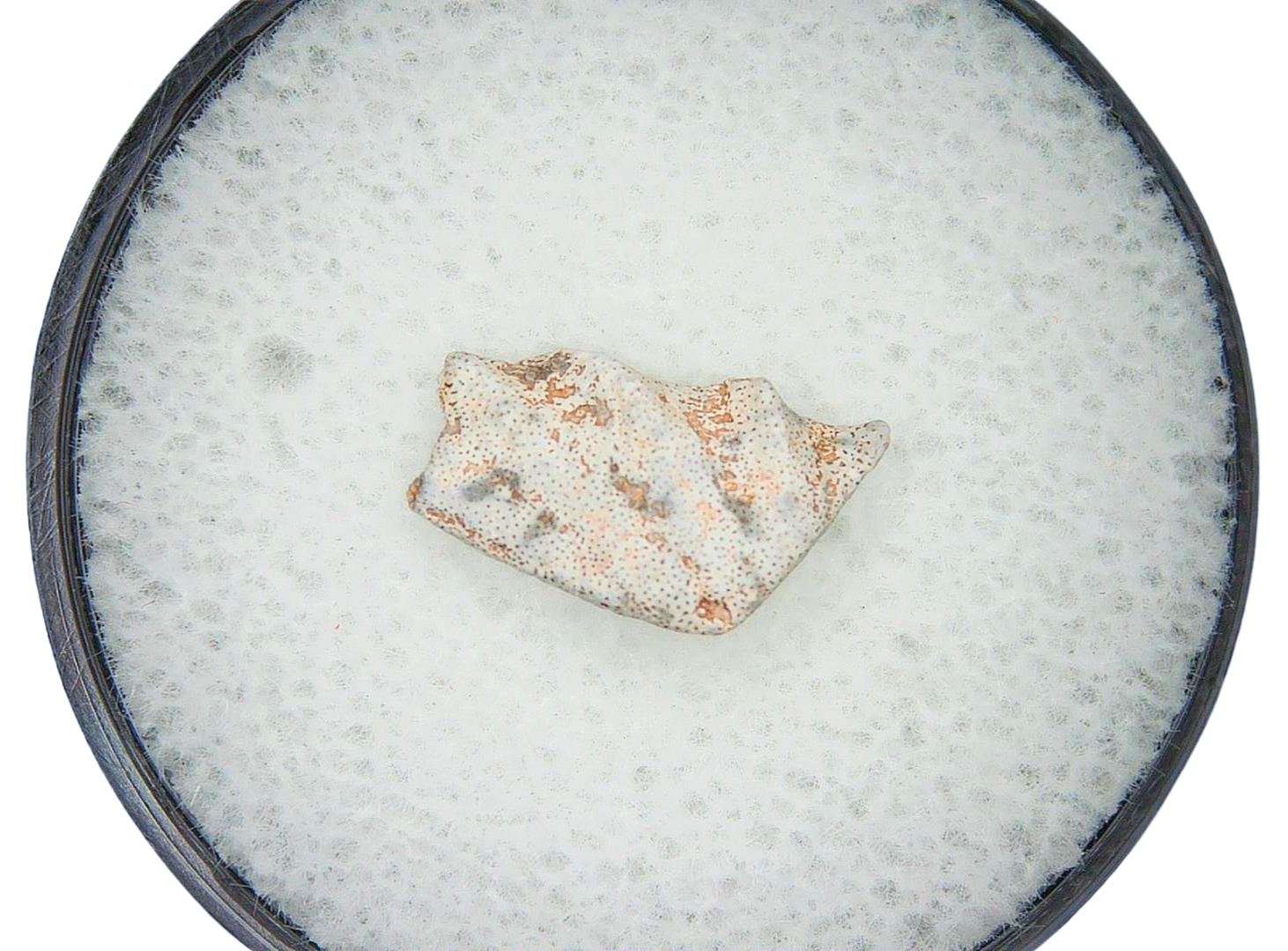 Lungfish Tooth from New Mexico Triassic Arganodus dorothea 3 | Fossils for Sale Genuine Triassic Age Arganodus dorothea Lungfish Tooth Fossil for Sale from New Mexico #3