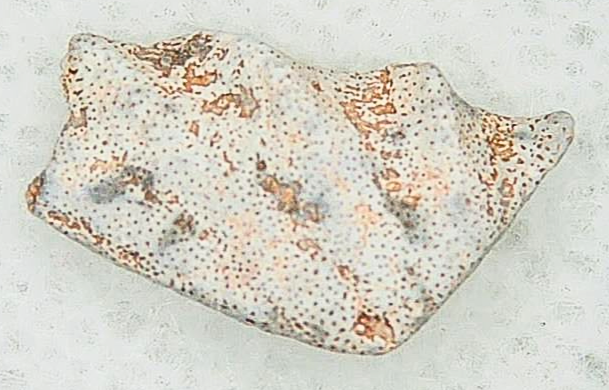 Lungfish Tooth from New Mexico Triassic Arganodus dorothea 3a | Fossils for Sale Genuine Triassic Age Arganodus dorothea Lungfish Tooth Fossil for Sale from New Mexico #3a