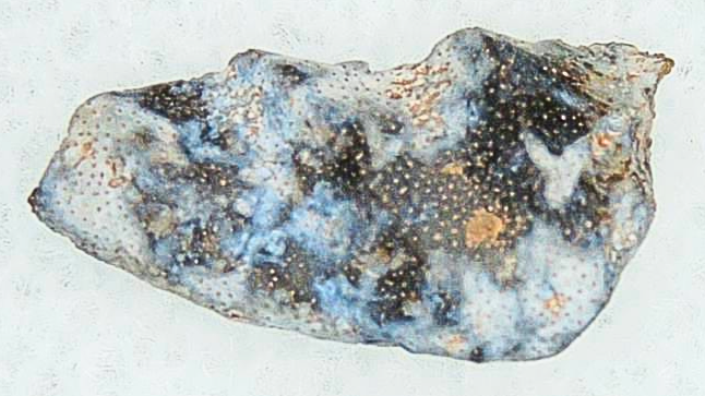 Lungfish Tooth from New Mexico Triassic Arganodus dorothea 4a | Fossils for Sale Genuine Triassic Age Arganodus dorothea Lungfish Tooth Fossil for Sale from New Mexico #4a