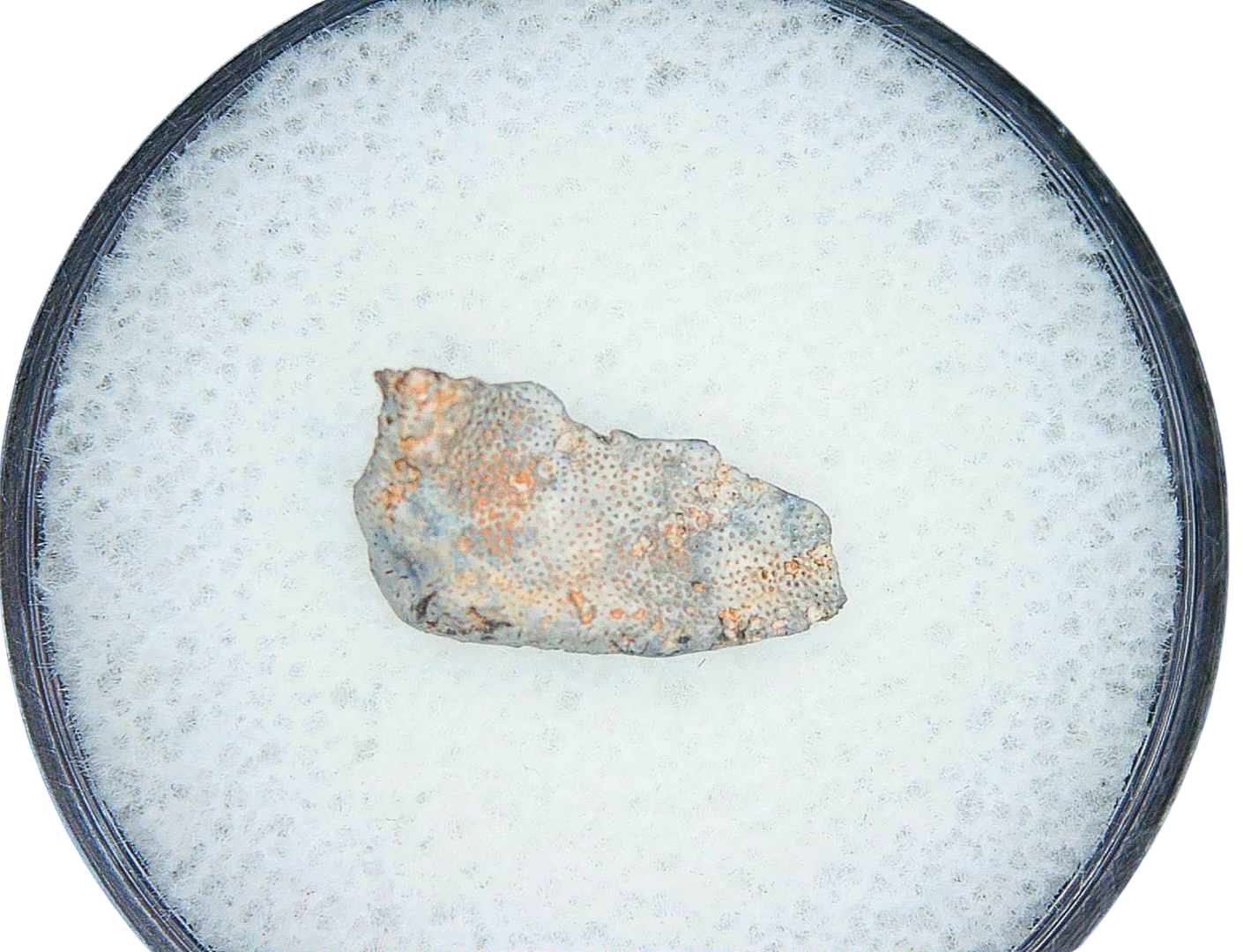 Lungfish Tooth from New Mexico Triassic Arganodus dorothea 4b | Fossils for Sale Genuine Triassic Age Arganodus dorothea Lungfish Tooth Fossil for Sale from New Mexico #4b