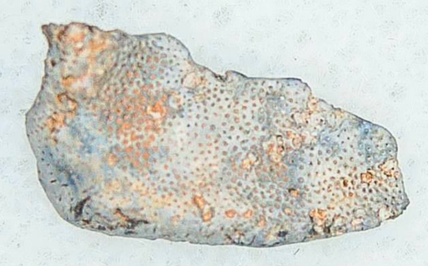 Lungfish Tooth from New Mexico Triassic Arganodus dorothea 4c | Fossils for Sale Genuine Triassic Age Arganodus dorothea Lungfish Tooth Fossil for Sale from New Mexico #4c