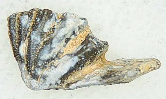 Lungfish Tooth from New Mexico Triassic Arganodus dorothea 5a | Fossils for Sale Genuine Triassic Age Arganodus dorothea Lungfish Tooth Fossil for Sale from New Mexico #5a