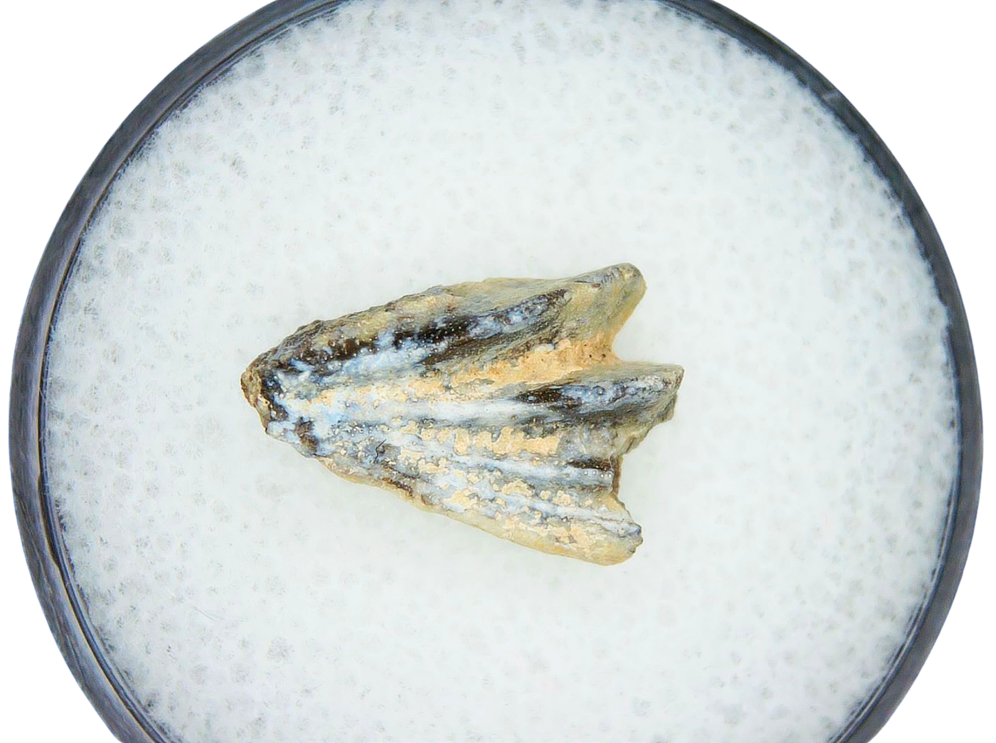 Lungfish Tooth from New Mexico Triassic Arganodus dorothea 7 | Fossils for Sale Genuine Triassic Age Arganodus dorothea Lungfish Tooth Fossil for Sale from New Mexico #7