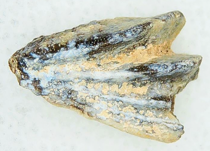 Lungfish Tooth from New Mexico Triassic Arganodus dorothea 7a | Fossils for Sale Genuine Triassic Age Arganodus dorothea Lungfish Tooth Fossil for Sale from New Mexico #7a