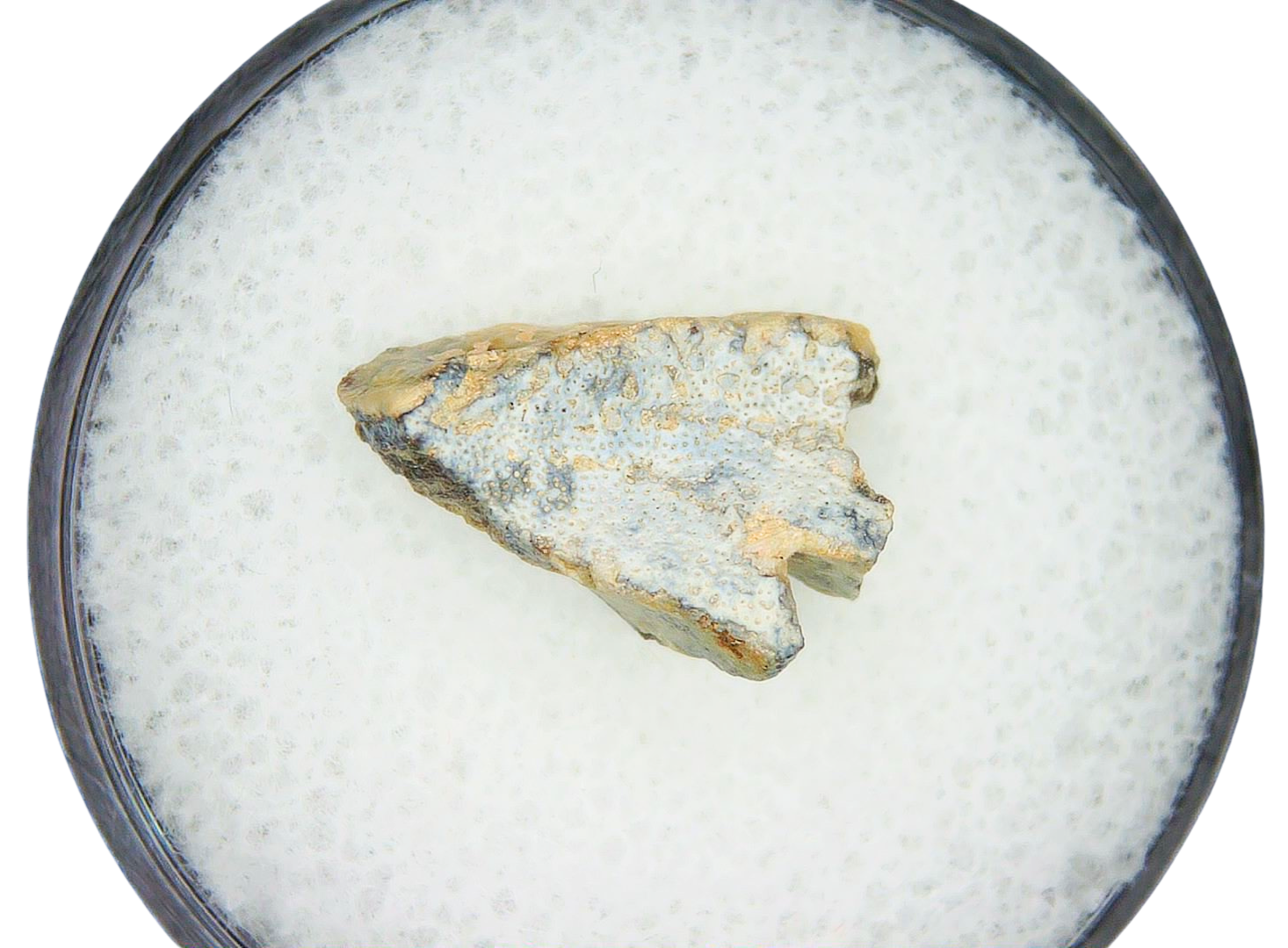 Lungfish Tooth from New Mexico Triassic Arganodus dorothea 7b | Fossils for Sale Genuine Triassic Age Arganodus dorothea Lungfish Tooth Fossil for Sale from New Mexico #7b