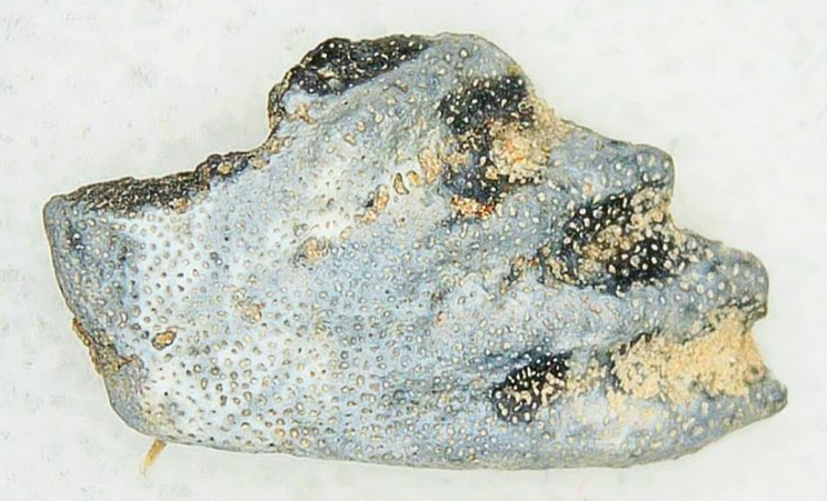 Lungfish Tooth from New Mexico Triassic Arganodus dorothea 8a | Fossils for Sale Genuine Triassic Age Arganodus dorothea Lungfish Tooth Fossil for Sale from New Mexico #8a