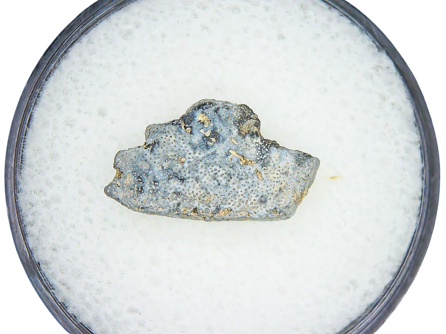 Lungfish Tooth from New Mexico Triassic Arganodus dorothea 8b | Fossils for Sale Genuine Triassic Age Arganodus dorothea Lungfish Tooth Fossil for Sale from New Mexico #8b