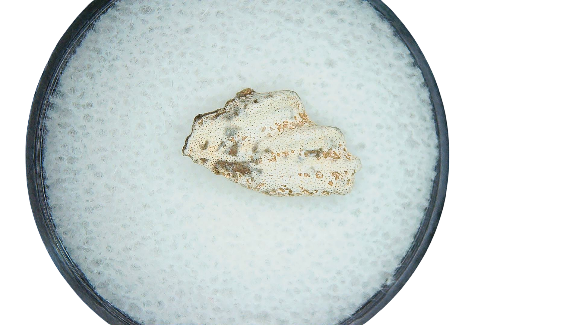 Lungfish Tooth from New Mexico Triassic Arganodus dorothea 9 | Fossils for Sale Genuine Triassic Age Arganodus dorothea Lungfish Tooth Fossil for Sale from New Mexico #9