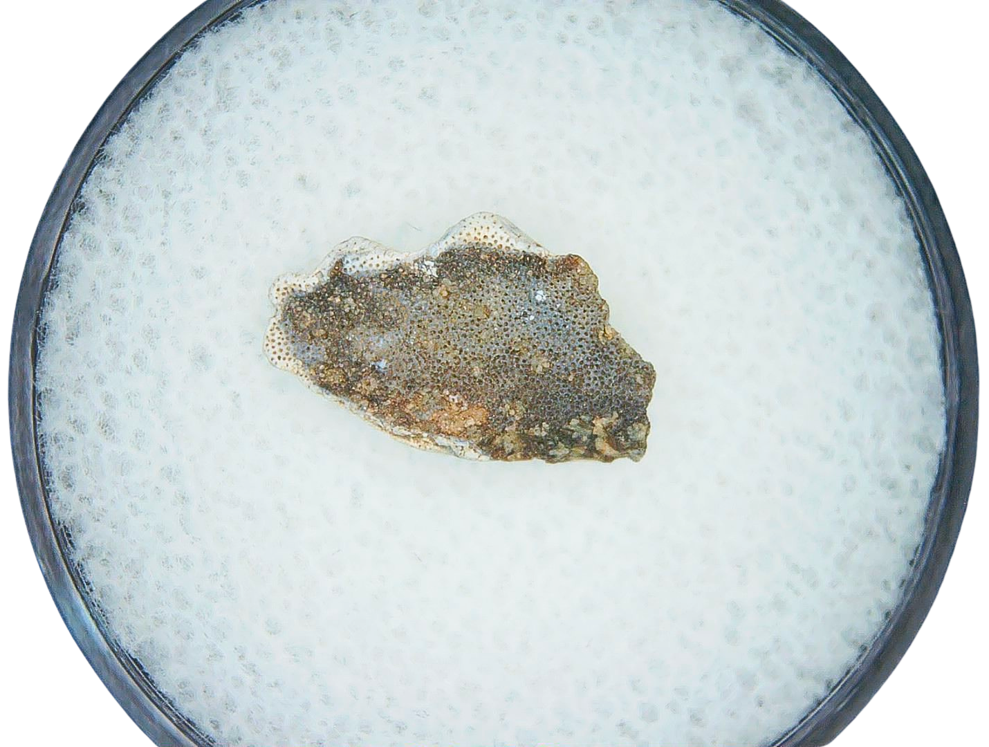 Lungfish Tooth from New Mexico Triassic Arganodus dorothea 9a | Fossils for Sale Genuine Triassic Age Arganodus dorothea Lungfish Tooth Fossil for Sale from New Mexico #9a
