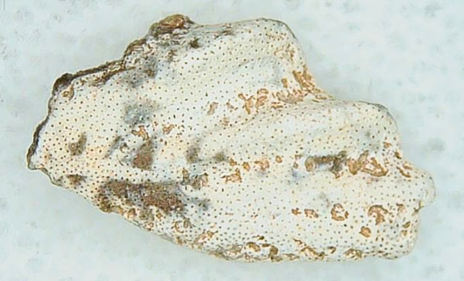 Lungfish Tooth from New Mexico Triassic Arganodus dorothea 9b | Fossils for Sale Genuine Triassic Age Arganodus dorothea Lungfish Tooth Fossil for Sale from New Mexico #9b
