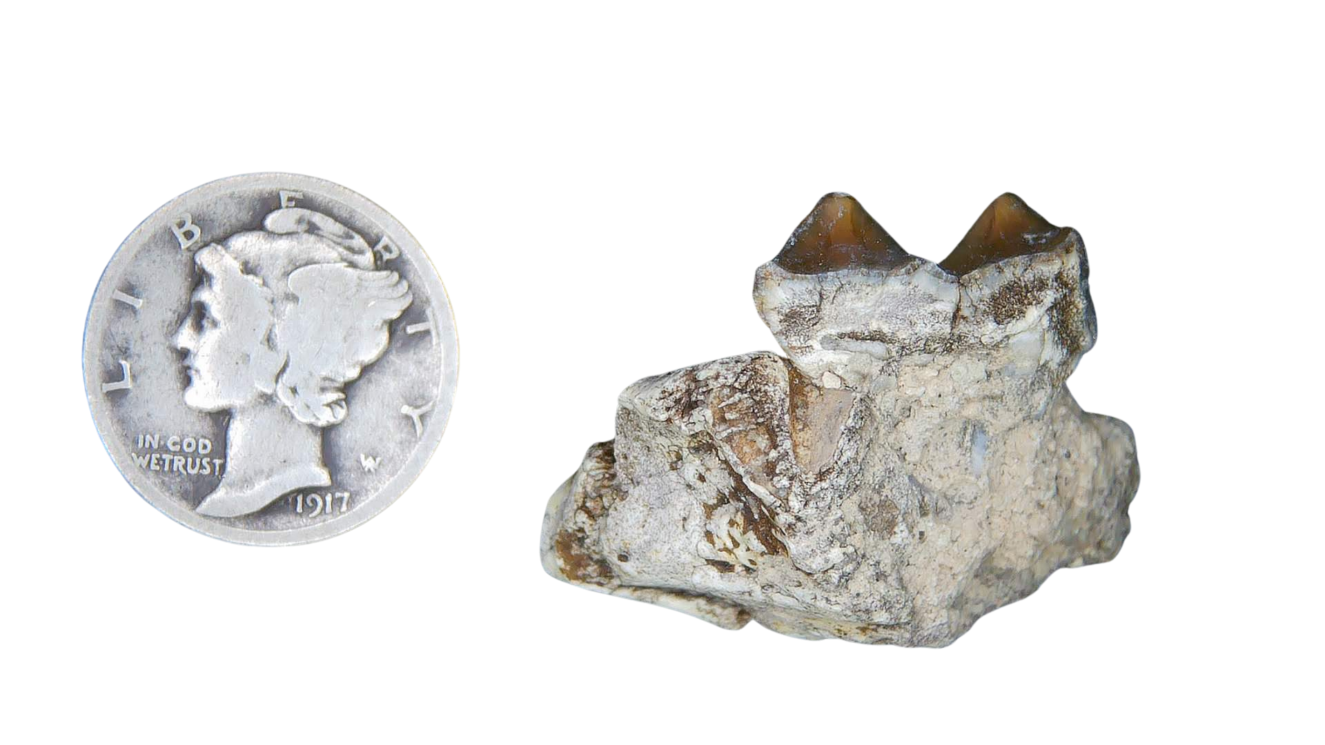 Merycoidodon culbertsoni Oreodont Jaw Section with Tooth for Sale 17a | Fossils for Sale Genuine Oligocene Age Merycoidodon culbertsoni Oreodont Jaw Section with Tooth for Sale from South Dakota #17a