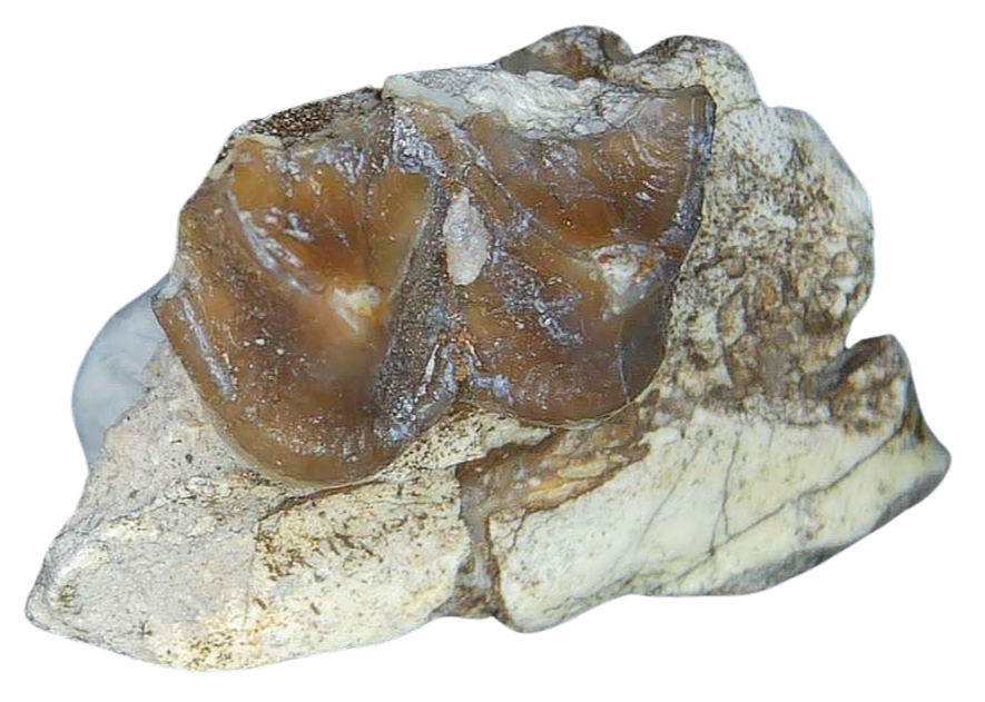 Merycoidodon culbertsoni Oreodont Jaw Section with Tooth for Sale 17b | Fossils for Sale Genuine Oligocene Age Merycoidodon culbertsoni Oreodont Jaw Section with Tooth for Sale from South Dakota #17b