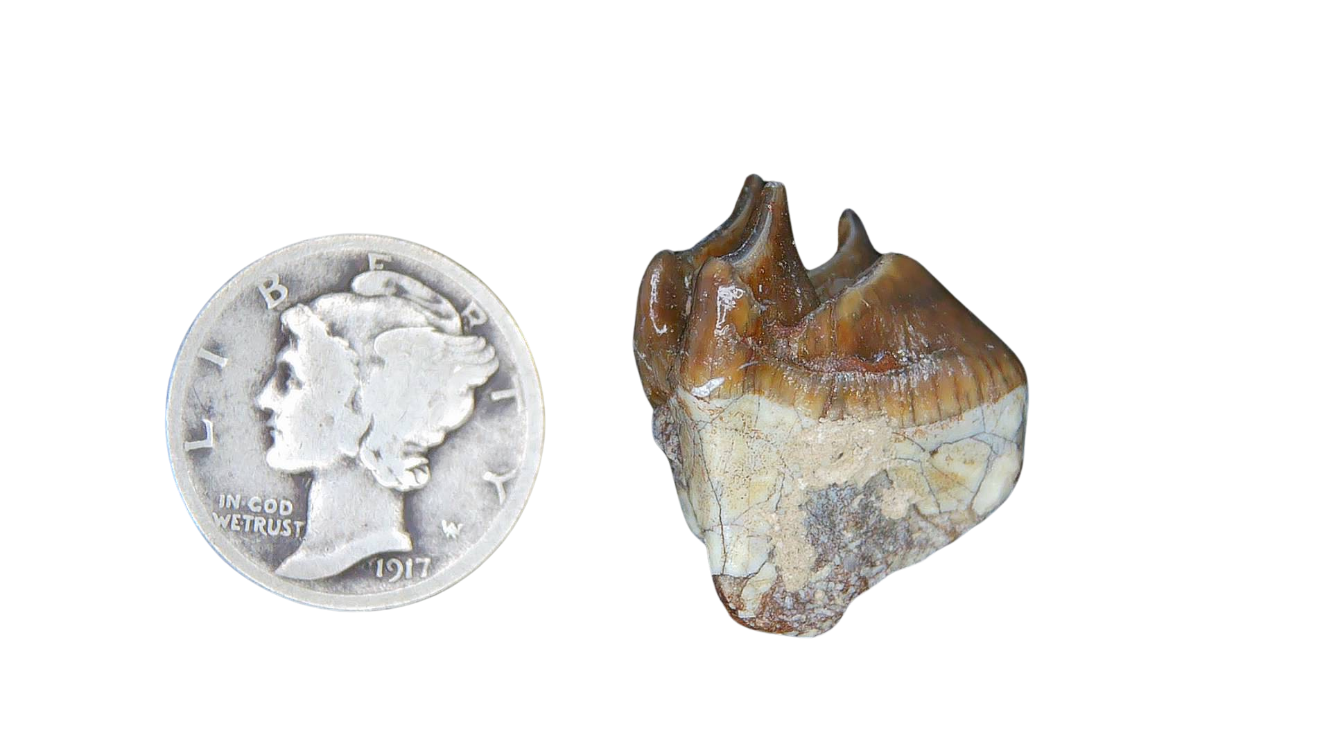 Merycoidodon culbertsoni Oreodont Jaw Section with Tooth for Sale 18 | Fossils for Sale Genuine Oligocene Age Merycoidodon culbertsoni Oreodont Jaw Section with Tooth for Sale from South Dakota #18
