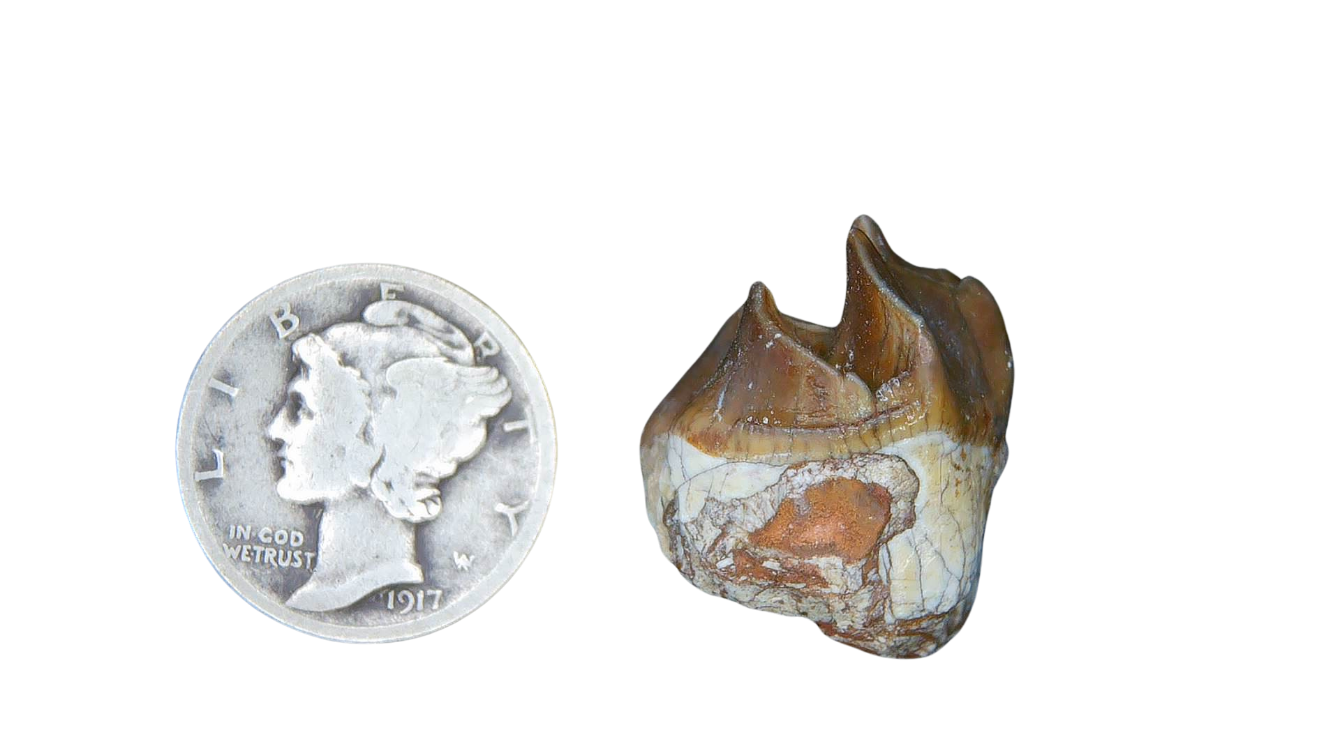 Merycoidodon culbertsoni Oreodont Jaw Section with Tooth for Sale 18a | Fossils for Sale Genuine Oligocene Age Merycoidodon culbertsoni Oreodont Jaw Section with Tooth for Sale from South Dakota #18a