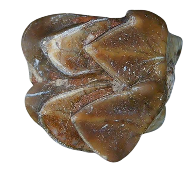 Merycoidodon culbertsoni Oreodont Jaw Section with Tooth for Sale 18b | Fossils for Sale Genuine Oligocene Age Merycoidodon culbertsoni Oreodont Jaw Section with Tooth for Sale from South Dakota #18b