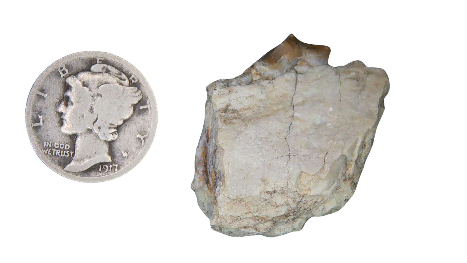 Merycoidodon culbertsoni Oreodont Jaw Section with Tooth for Sale 23 | Fossils for Sale Genuine Oligocene Age Merycoidodon culbertsoni Oreodont Jaw Section with Tooth for Sale from South Dakota #23