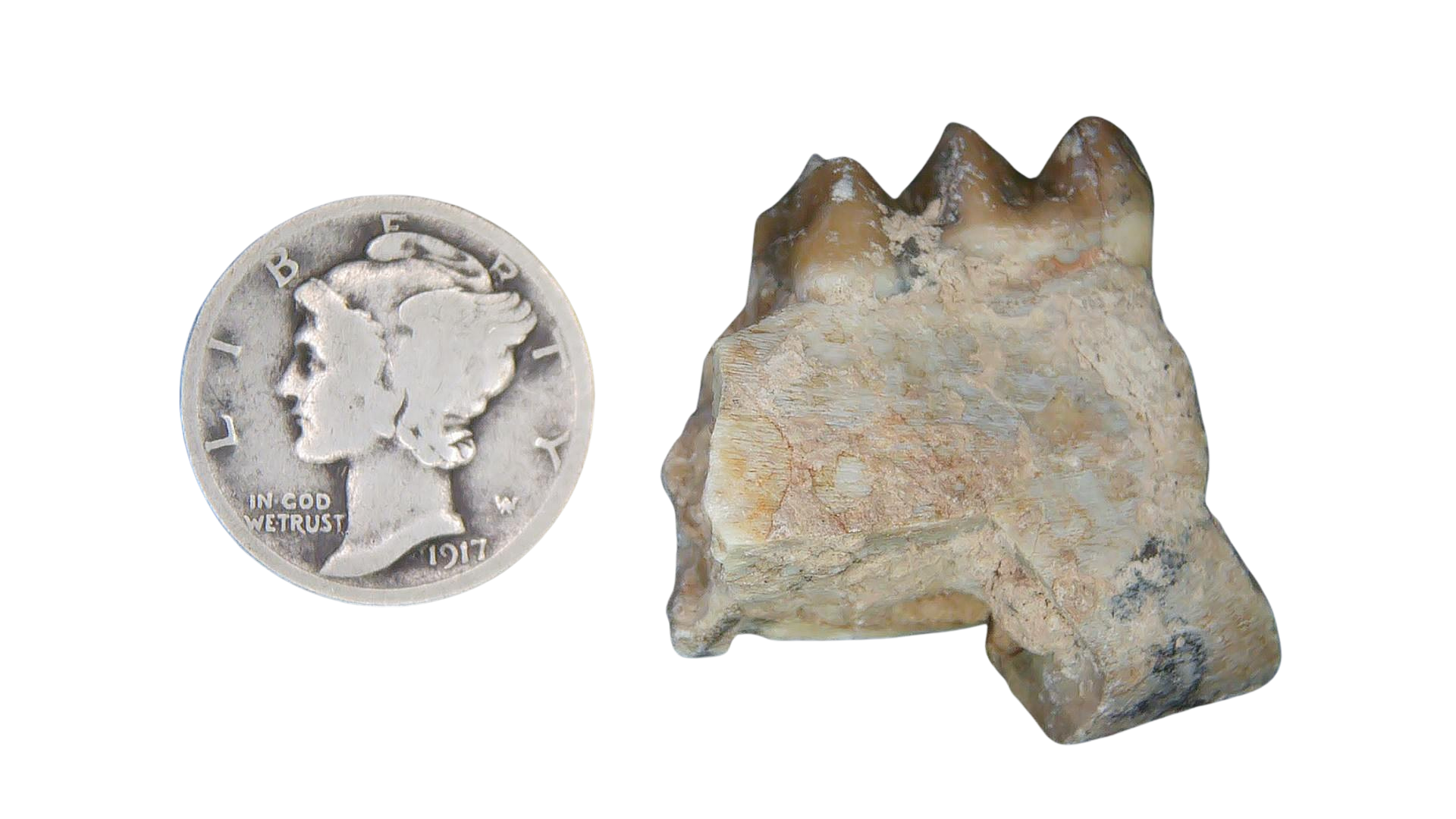 Merycoidodon culbertsoni Oreodont Jaw Section with Tooth for Sale 25 | Fossils for Sale Genuine Oligocene Age Merycoidodon culbertsoni Oreodont Jaw Section with Tooth for Sale from South Dakota #25