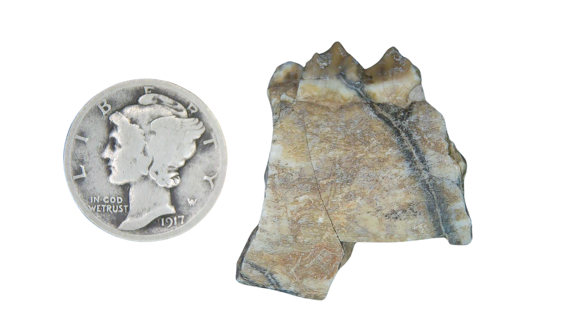 Merycoidodon culbertsoni Oreodont Jaw Section with Tooth for Sale 25a | Fossils for Sale Genuine Oligocene Age Merycoidodon culbertsoni Oreodont Jaw Section with Tooth for Sale from South Dakota #25a