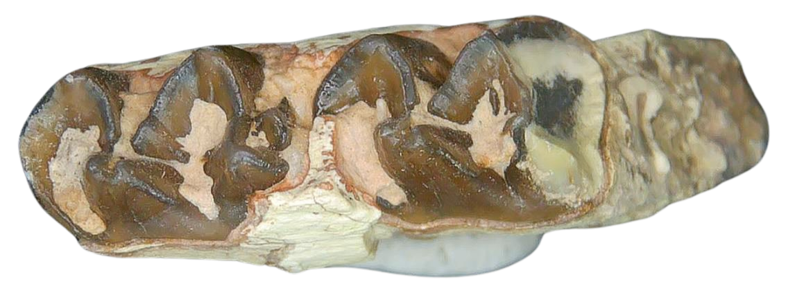 Merycoidodon culbertsoni Oreodont Jaw Section with Tooth for Sale 29b | Fossils for Sale Genuine Oligocene Age Merycoidodon culbertsoni Oreodont Jaw Section with Tooth for Sale from South Dakota #29b
