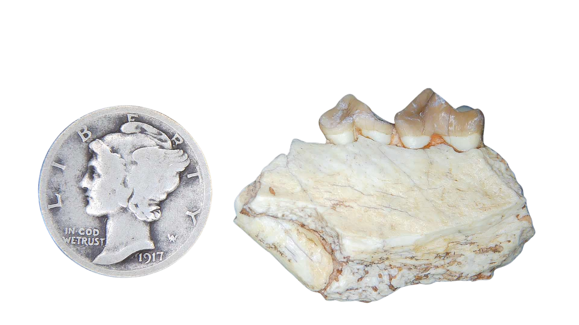 Merycoidodon culbertsoni Oreodont Jaw Section with Tooth for Sale 4 | Fossils for Sale Genuine Oligocene Age Merycoidodon culbertsoni Oreodont Jaw Section with Tooth for Sale from South Dakota #4