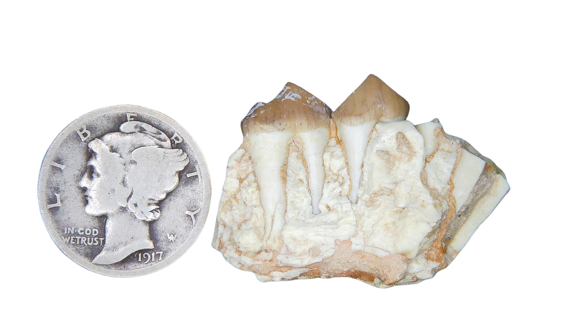 Merycoidodon culbertsoni Oreodont Jaw Section with Tooth for Sale 4a | Fossils for Sale Genuine Oligocene Age Merycoidodon culbertsoni Oreodont Jaw Section with Tooth for Sale from South Dakota #4a