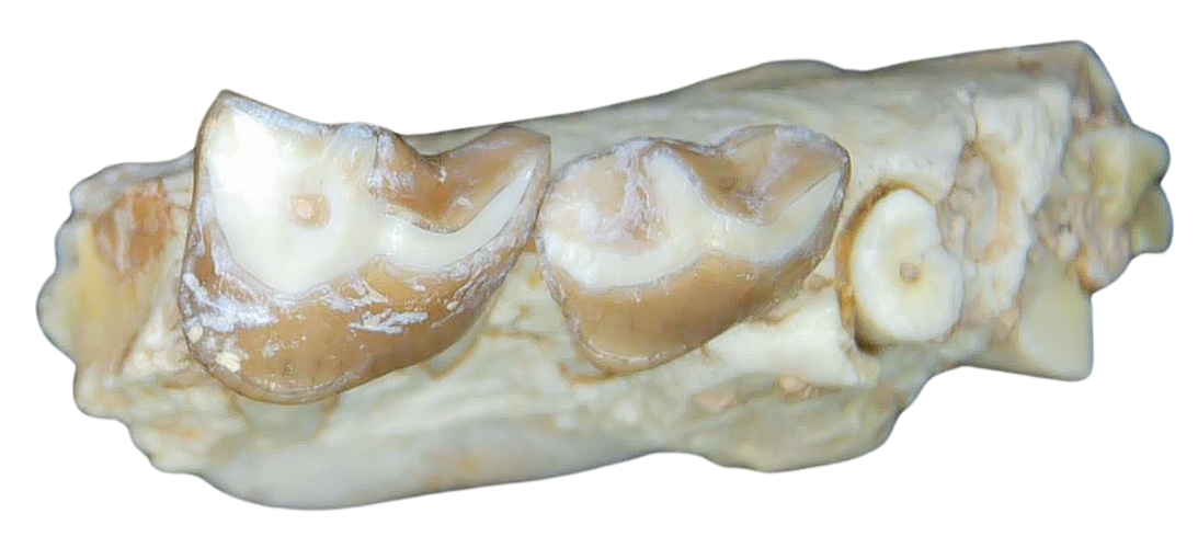 Merycoidodon culbertsoni Oreodont Jaw Section with Tooth for Sale 4b | Fossils for Sale Genuine Oligocene Age Merycoidodon culbertsoni Oreodont Jaw Section with Tooth for Sale from South Dakota #4b