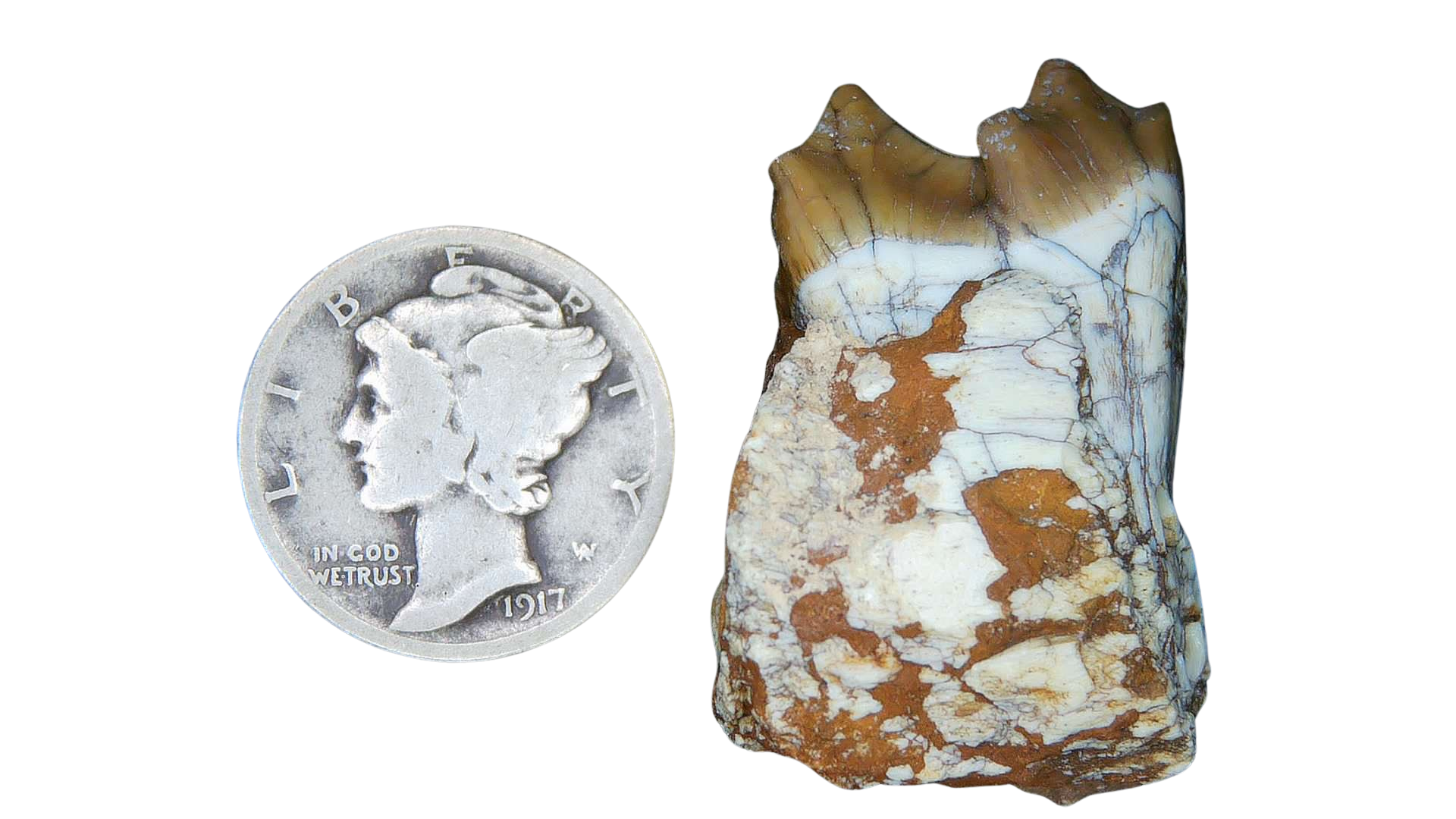 Merycoidodon culbertsoni Oreodont Jaw Section with Tooth for Sale 5 | Fossils for Sale Genuine Oligocene Age Merycoidodon culbertsoni Oreodont Jaw Section with Tooth for Sale from South Dakota #5