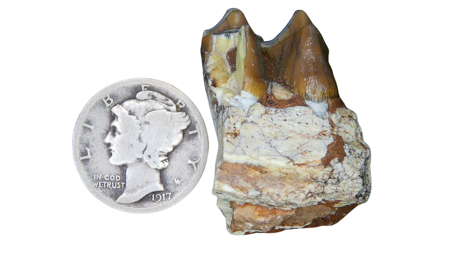 Merycoidodon culbertsoni Oreodont Jaw Section with Tooth for Sale 5a | Fossils for Sale Genuine Oligocene Age Merycoidodon culbertsoni Oreodont Jaw Section with Tooth for Sale from South Dakota #5a