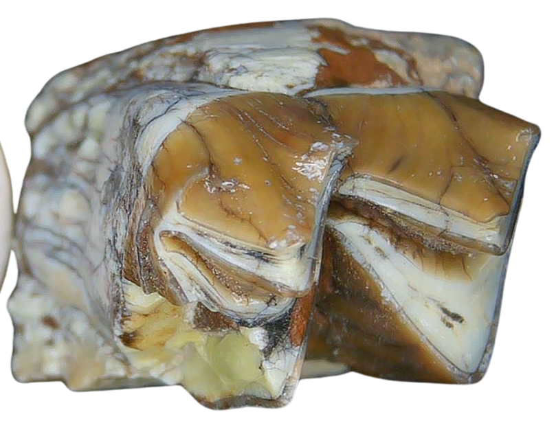 Merycoidodon culbertsoni Oreodont Jaw Section with Tooth for Sale 5b | Fossils for Sale Genuine Oligocene Age Merycoidodon culbertsoni Oreodont Jaw Section with Tooth for Sale from South Dakota #5b