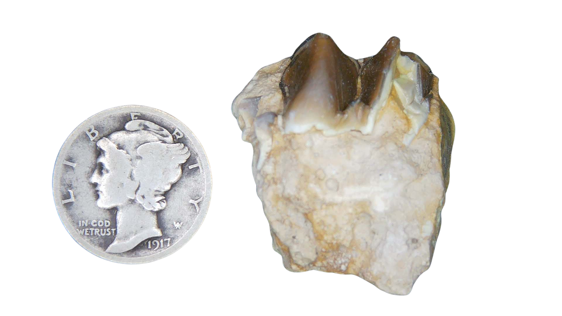 Merycoidodon culbertsoni Oreodont Jaw Section with Tooth for Sale 7 | Fossils for Sale Genuine Oligocene Age Merycoidodon culbertsoni Oreodont Jaw Section with Tooth for Sale from South Dakota #7