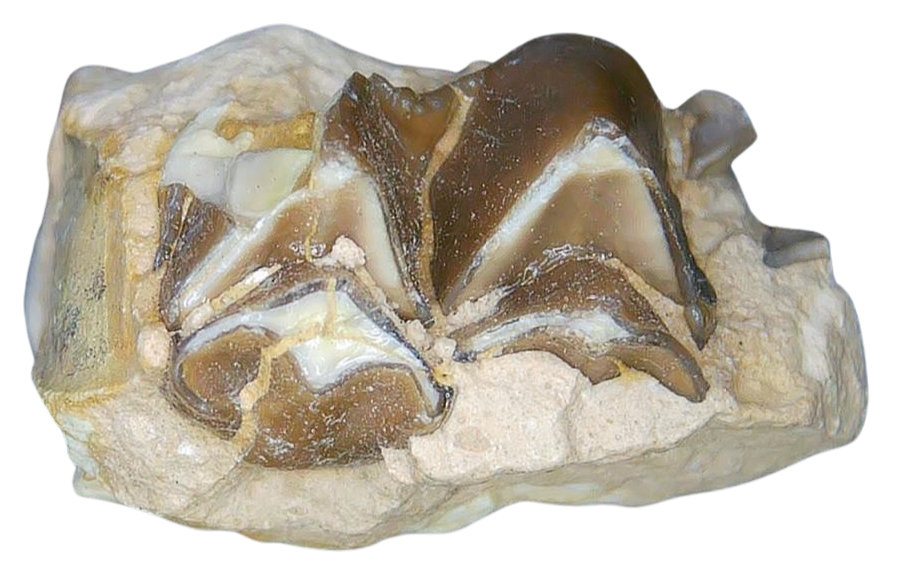 Merycoidodon culbertsoni Oreodont Jaw Section with Tooth for Sale 7a | Fossils for Sale Genuine Oligocene Age Merycoidodon culbertsoni Oreodont Jaw Section with Tooth for Sale from South Dakota #7a