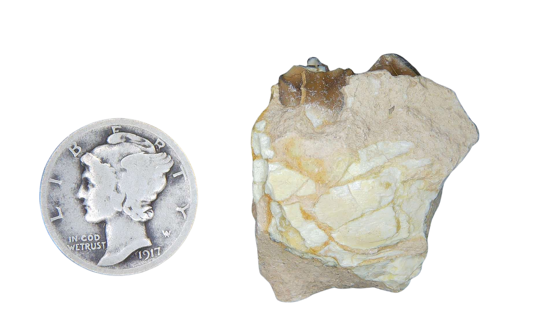 Merycoidodon culbertsoni Oreodont Jaw Section with Tooth for Sale 7b | Fossils for Sale Genuine Oligocene Age Merycoidodon culbertsoni Oreodont Jaw Section with Tooth for Sale from South Dakota #7