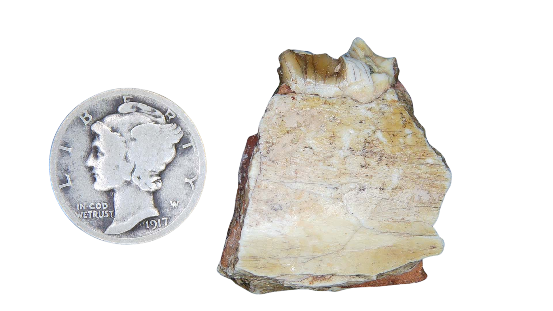 Merycoidodon culbertsoni Oreodont Jaw Section with Tooth for Sale 8 | Fossils for Sale Genuine Oligocene Age Merycoidodon culbertsoni Oreodont Jaw Section with Tooth for Sale from South Dakota #8