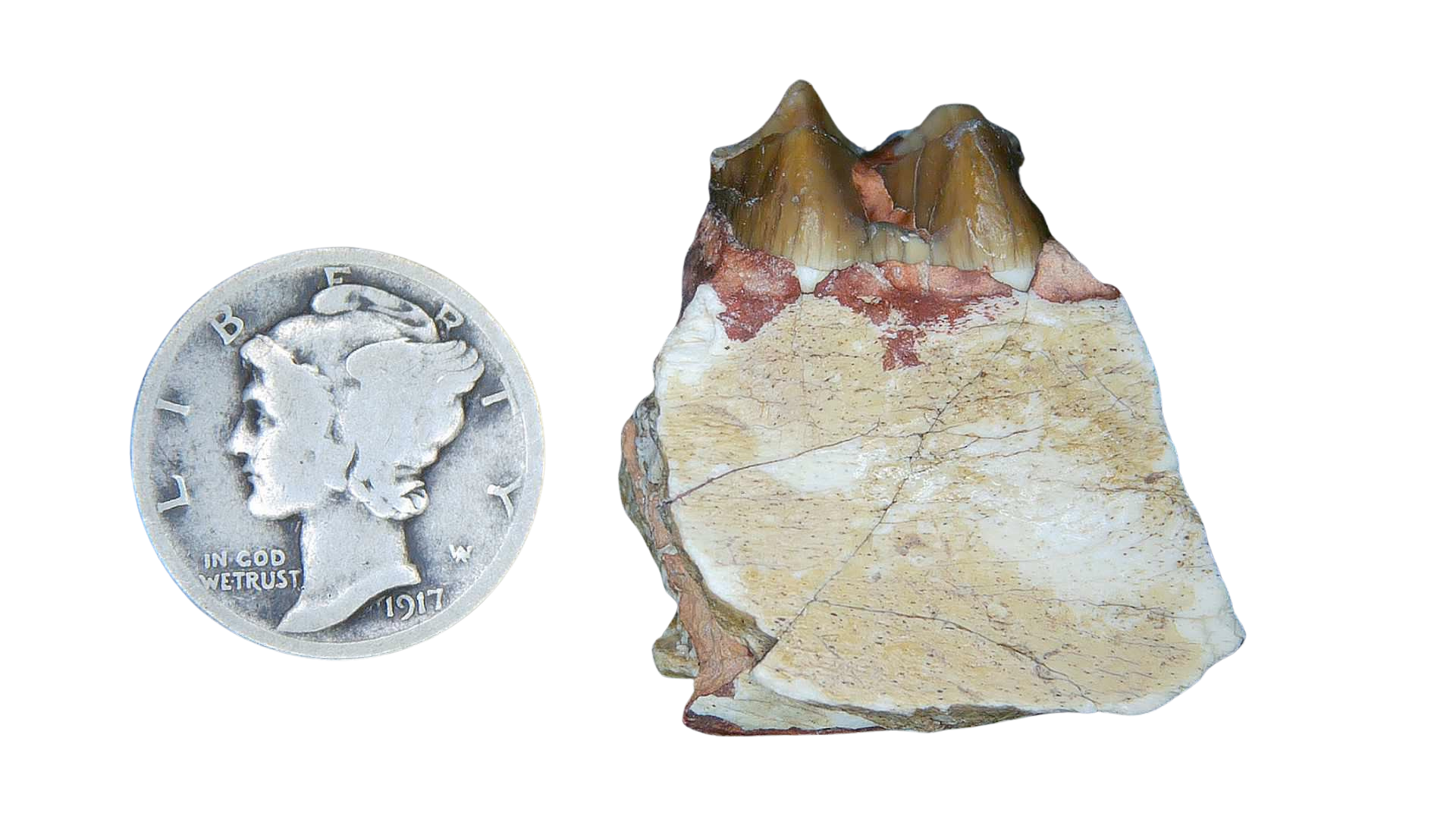 Merycoidodon culbertsoni Oreodont Jaw Section with Tooth for Sale 8a | Fossils for Sale Genuine Oligocene Age Merycoidodon culbertsoni Oreodont Jaw Section with Tooth for Sale from South Dakota #8a