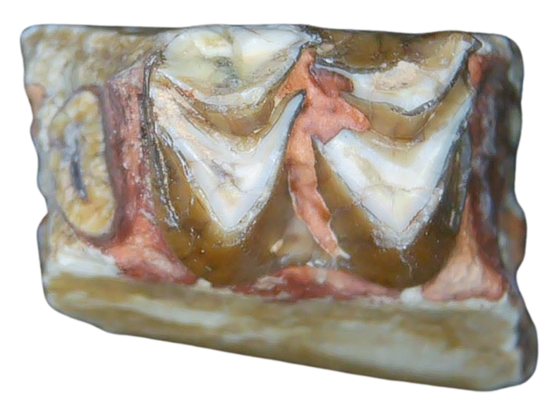 Merycoidodon culbertsoni Oreodont Jaw Section with Tooth for Sale 8b | Fossils for Sale Genuine Oligocene Age Merycoidodon culbertsoni Oreodont Jaw Section with Tooth for Sale from South Dakota #8b