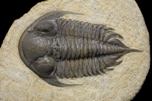 Morocco Trilobite 2 | Fossils for Sale
