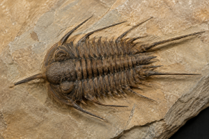 Morocco Trilobite 3 | Fossils for Sale