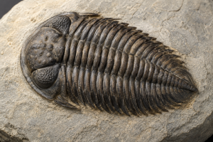 Morocco Trilobite 4 | Fossils for Sale