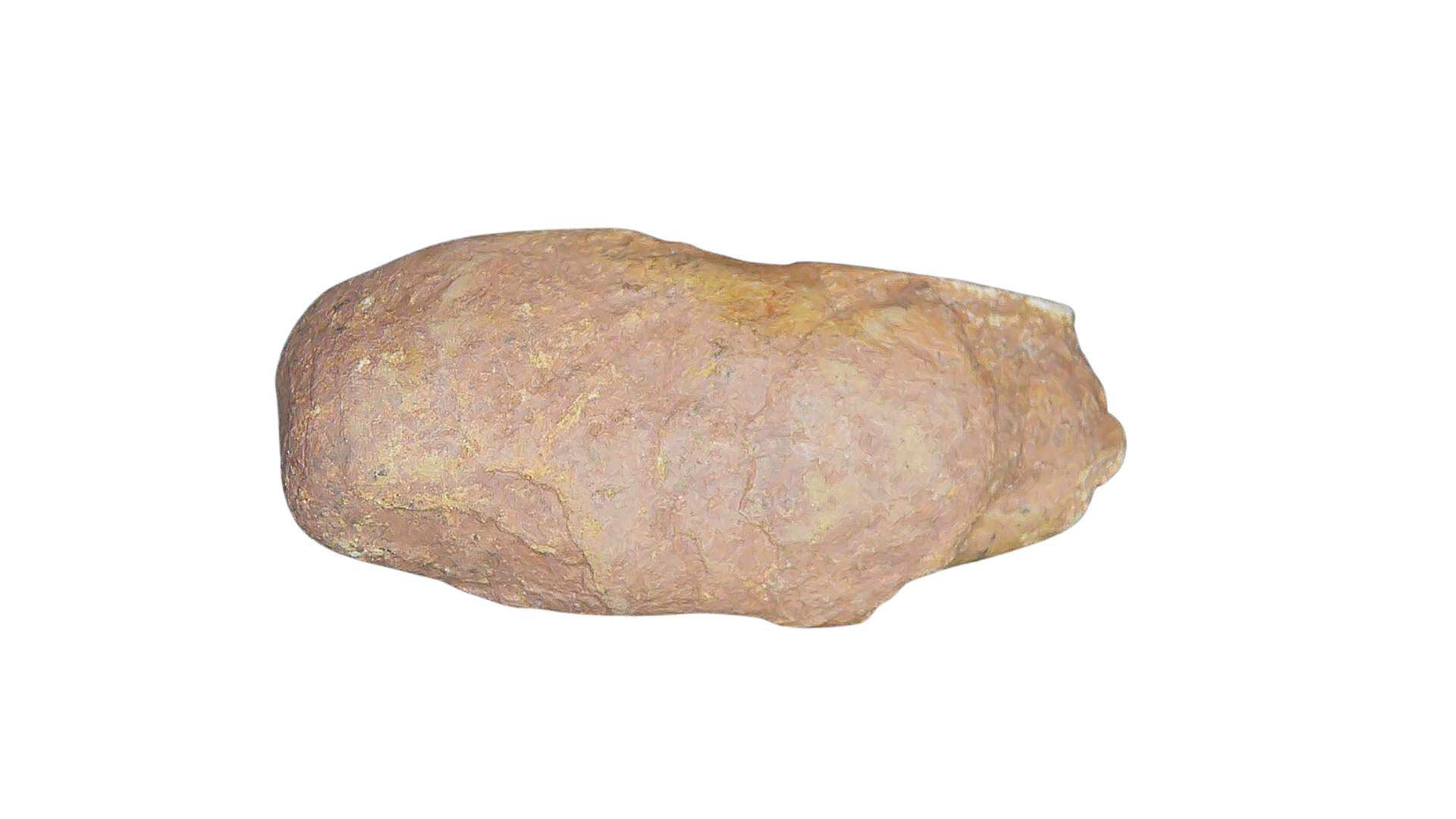 Permian Reptile Coprolite for Sale from Texas Red Beds 72 | Fossils for Sale Genuine Permian Age Coprolite for Sale from Texas Red Beds #72
