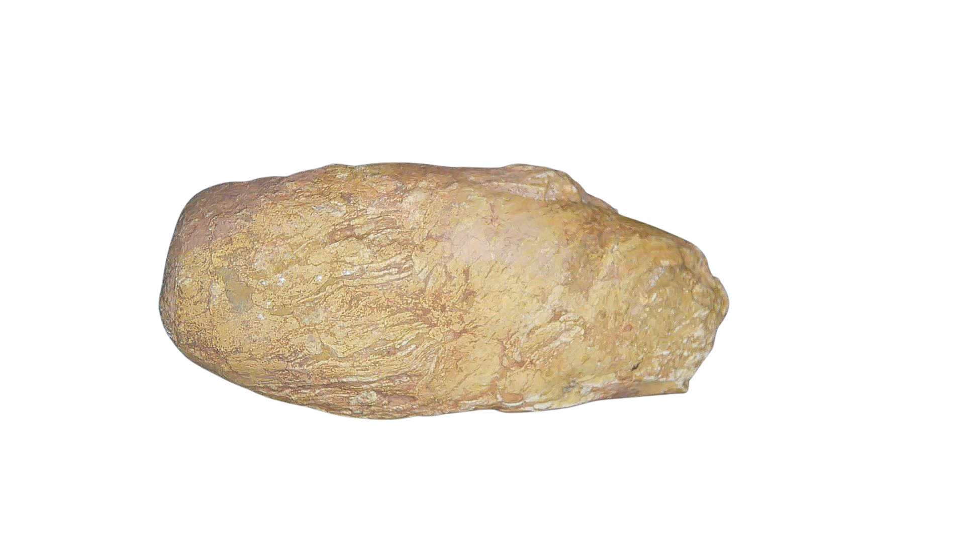 Permian Reptile Coprolite for Sale from Texas Red Beds 72a | Fossils for Sale Genuine Permian Age Coprolite for Sale from Texas Red Beds #72a