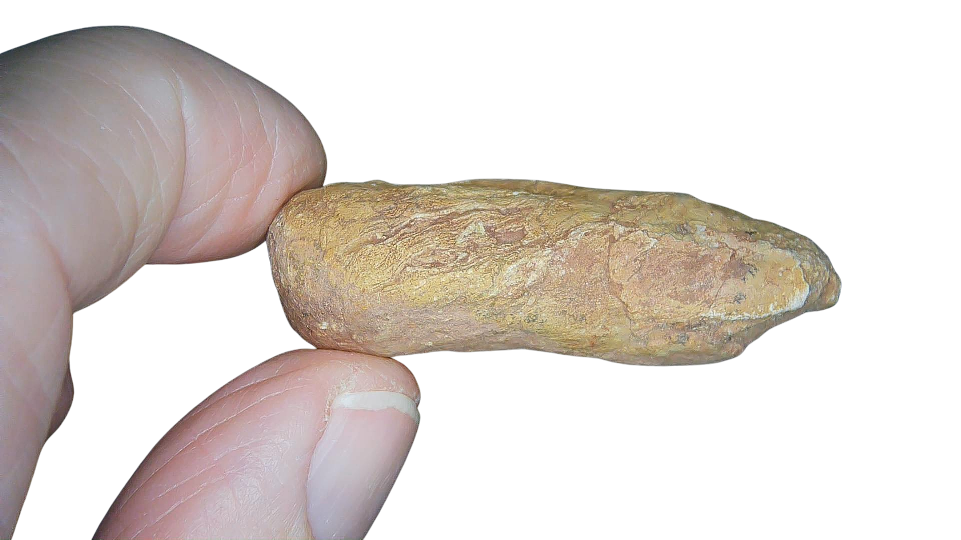 Permian Reptile Coprolite for Sale from Texas Red Beds 72b | Fossils for Sale Genuine Permian Age Coprolite for Sale from Texas Red Beds #72b