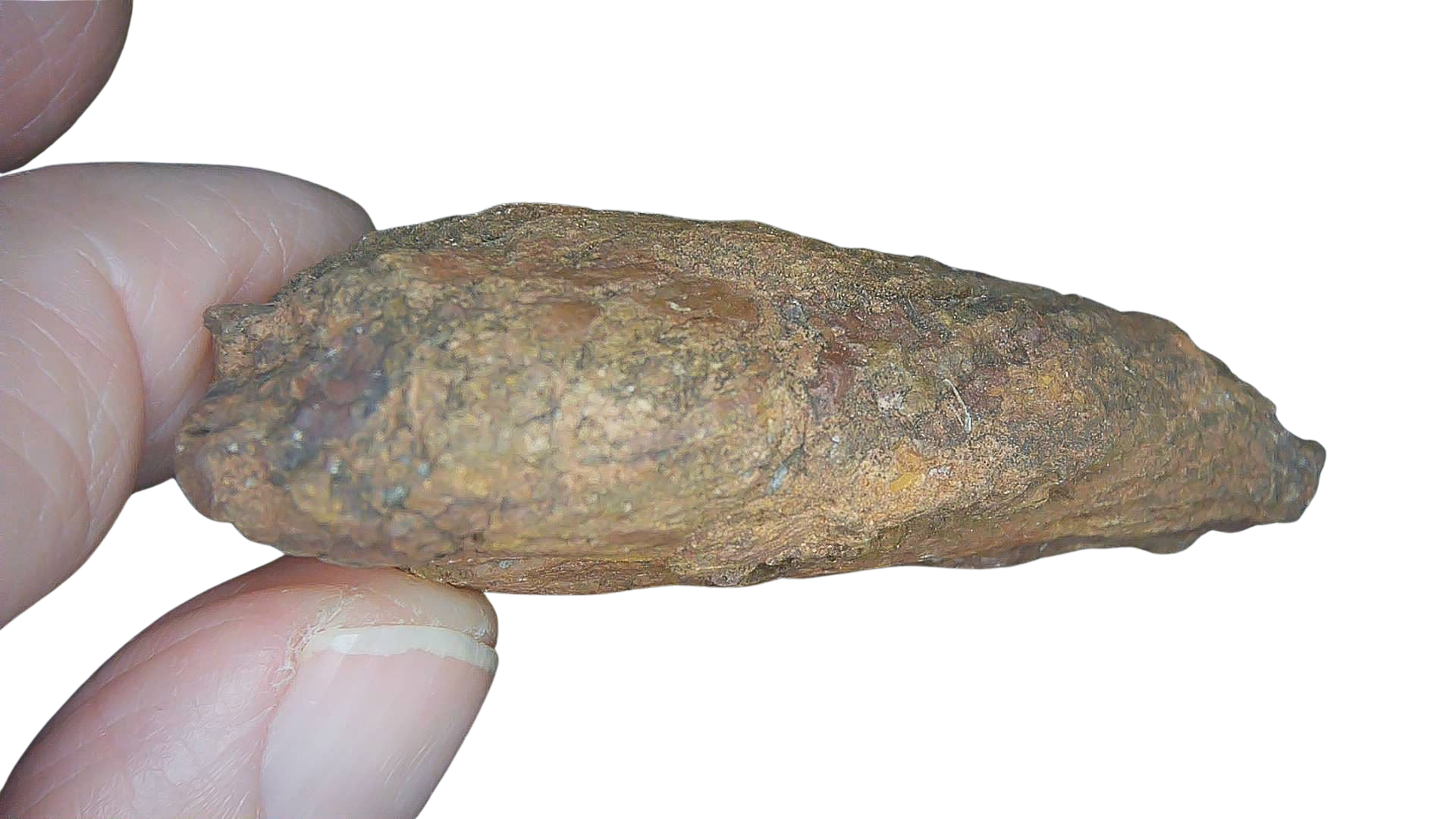 Permian Reptile Coprolite for Sale from Texas Red Beds 73b | Fossils for Sale Genuine Permian Age Coprolite for Sale from Texas Red Beds #73b