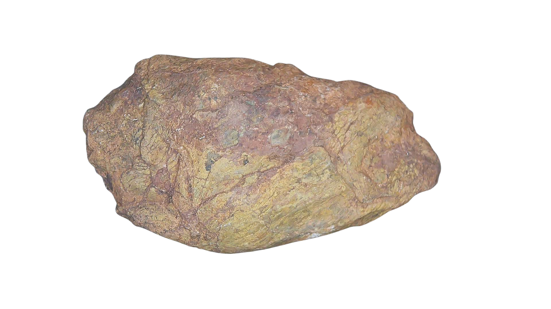 Permian Reptile Coprolite for Sale from Texas Red Beds 74a | Fossils for Sale Genuine Permian Age Coprolite for Sale from Texas Red Beds #74a