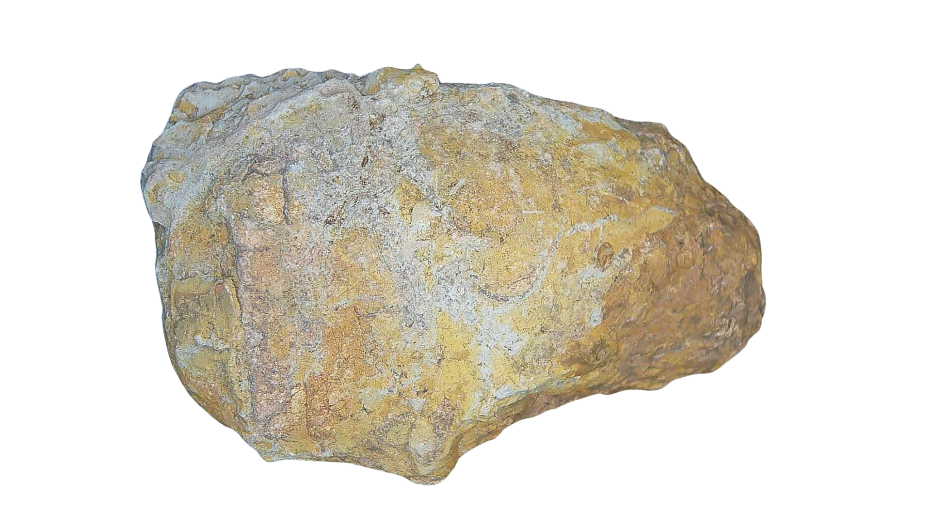 Permian Reptile Coprolite for Sale from Texas Red Beds 75 | Fossils for Sale Genuine Permian Age Coprolite for Sale from Texas Red Beds #75