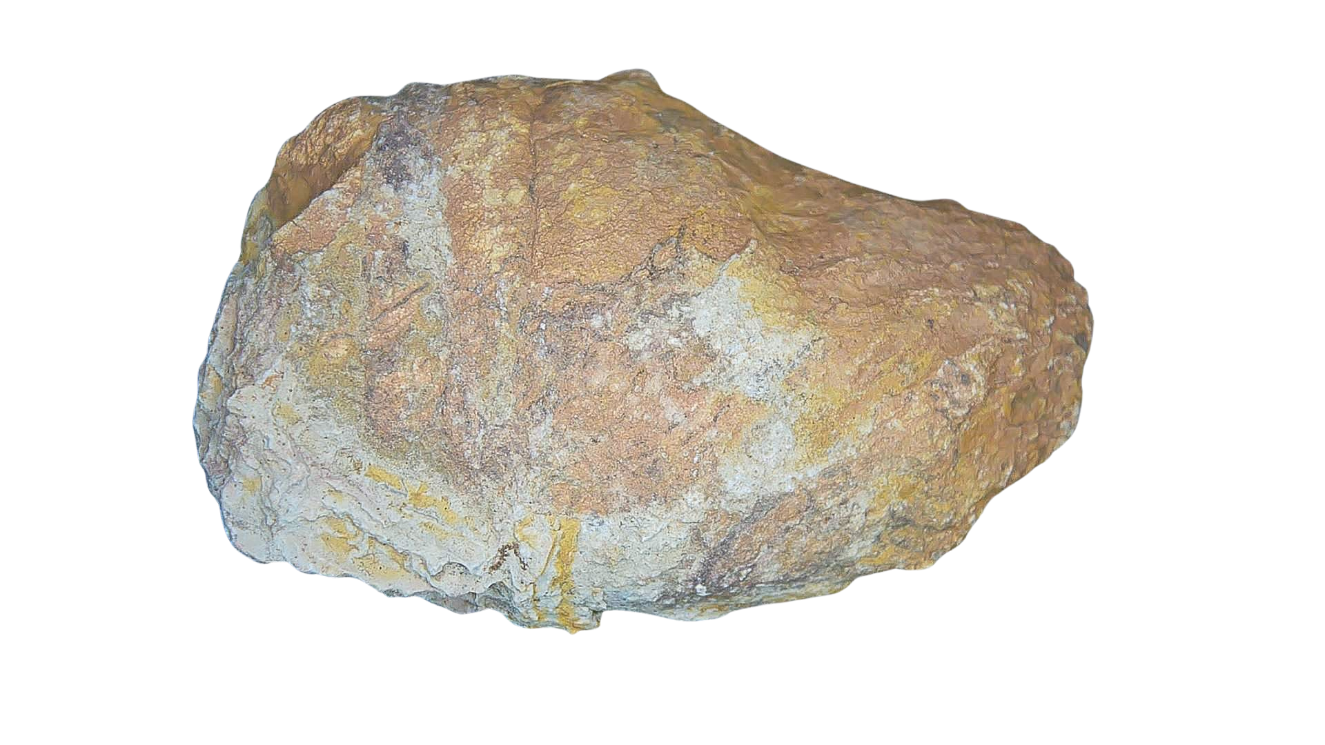 Permian Reptile Coprolite for Sale from Texas Red Beds 75a | Fossils for Sale Genuine Permian Age Coprolite for Sale from Texas Red Beds #75a
