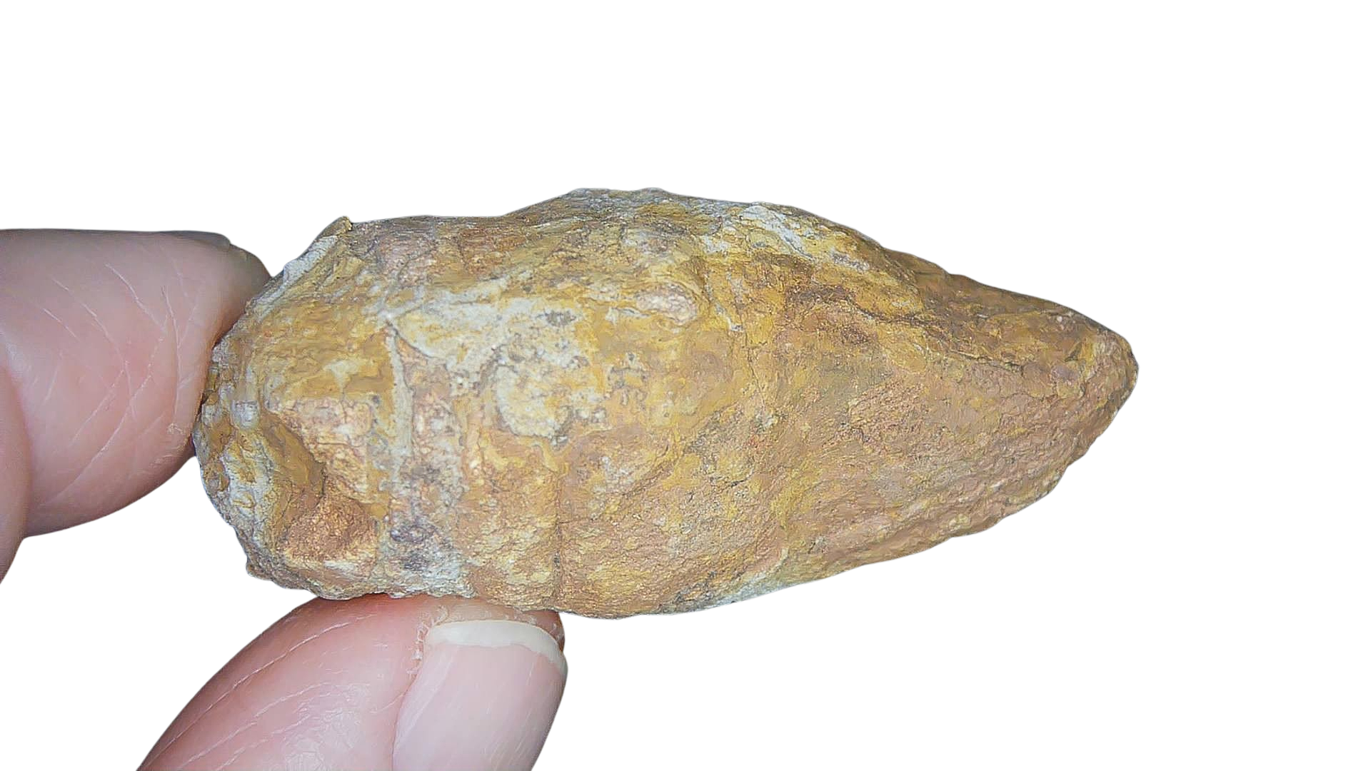 Permian Reptile Coprolite for Sale from Texas Red Beds 75b | Fossils for Sale Genuine Permian Age Coprolite for Sale from Texas Red Beds #75b