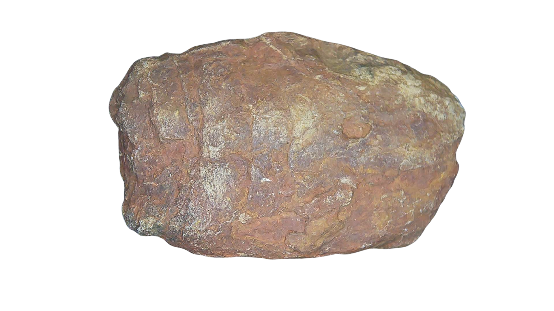 Permian Reptile Coprolite for Sale from Texas Red Beds 76 | Fossils for Sale Genuine Permian Age Coprolite for Sale from Texas Red Beds #76