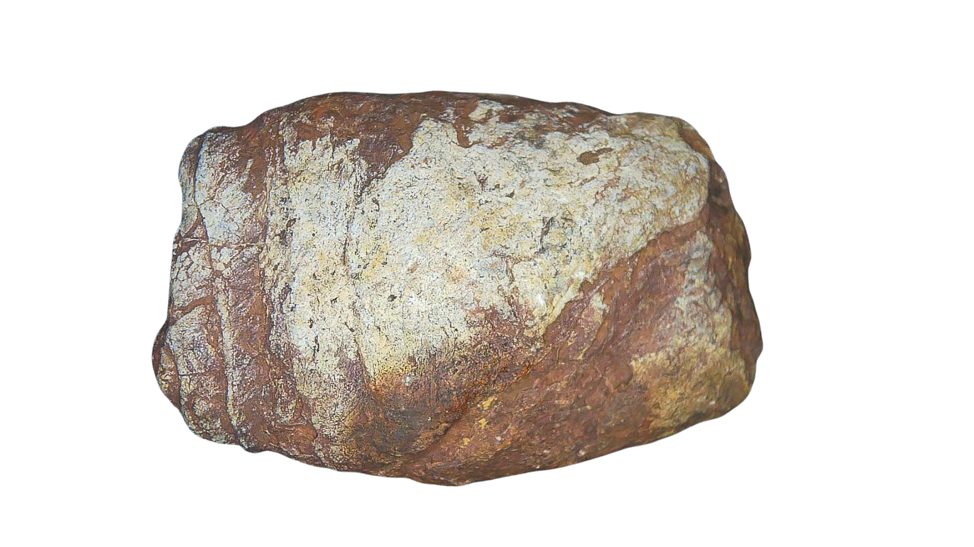 Permian Reptile Coprolite for Sale from Texas Red Beds 76a | Fossils for Sale Genuine Permian Age Coprolite for Sale from Texas Red Beds #76a